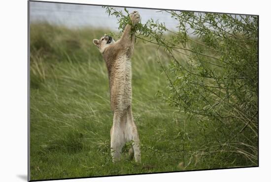 Wild Puma in Chile-Joe McDonald-Mounted Photographic Print