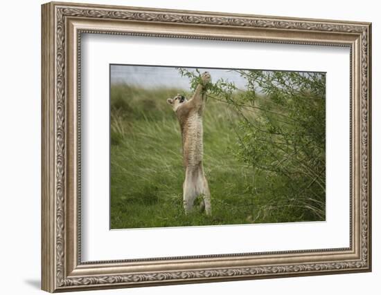 Wild Puma in Chile-Joe McDonald-Framed Photographic Print