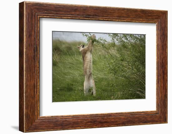 Wild Puma in Chile-Joe McDonald-Framed Photographic Print