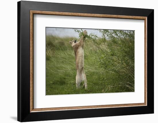 Wild Puma in Chile-Joe McDonald-Framed Photographic Print