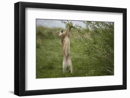 Wild Puma in Chile-Joe McDonald-Framed Photographic Print