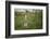 Wild Puma in Chile-Joe McDonald-Framed Photographic Print