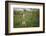 Wild Puma in Chile-Joe McDonald-Framed Photographic Print