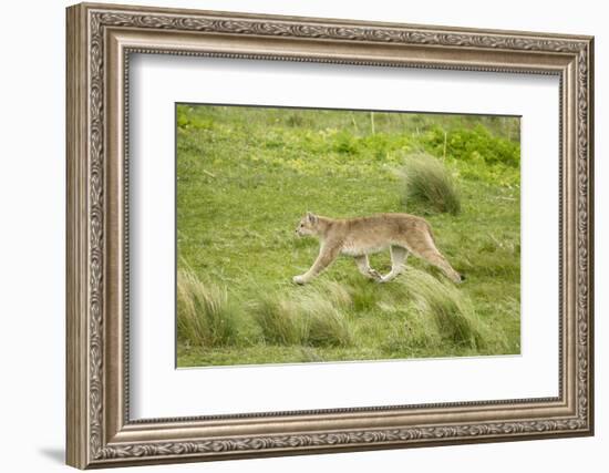 Wild Puma in Chile-Joe McDonald-Framed Photographic Print