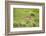 Wild Puma in Chile-Joe McDonald-Framed Photographic Print