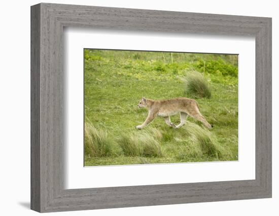 Wild Puma in Chile-Joe McDonald-Framed Photographic Print