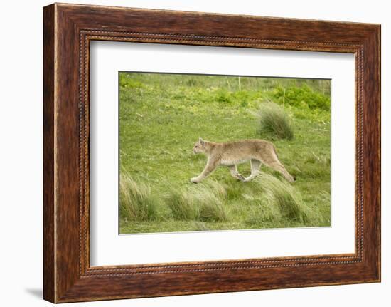 Wild Puma in Chile-Joe McDonald-Framed Photographic Print