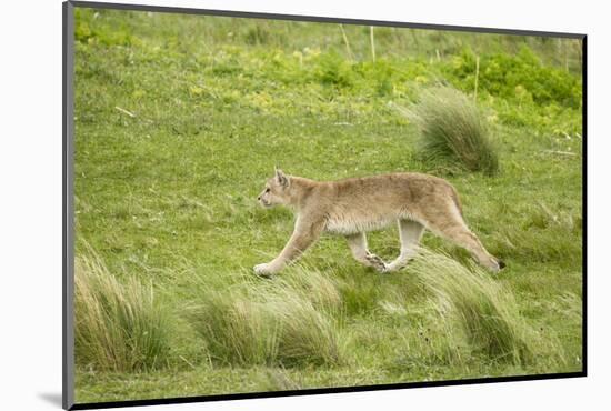 Wild Puma in Chile-Joe McDonald-Mounted Photographic Print