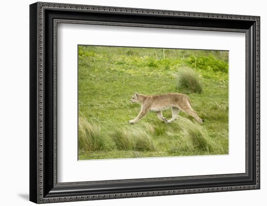 Wild Puma in Chile-Joe McDonald-Framed Photographic Print