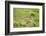 Wild Puma in Chile-Joe McDonald-Framed Photographic Print