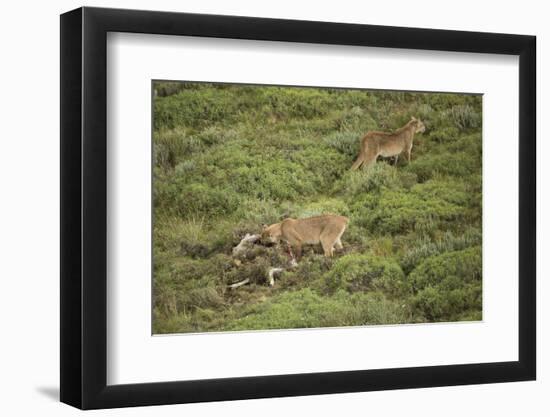 Wild Puma in Chile-Joe McDonald-Framed Photographic Print