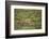 Wild Puma in Chile-Joe McDonald-Framed Photographic Print