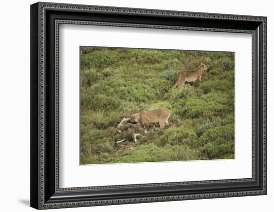 Wild Puma in Chile-Joe McDonald-Framed Photographic Print