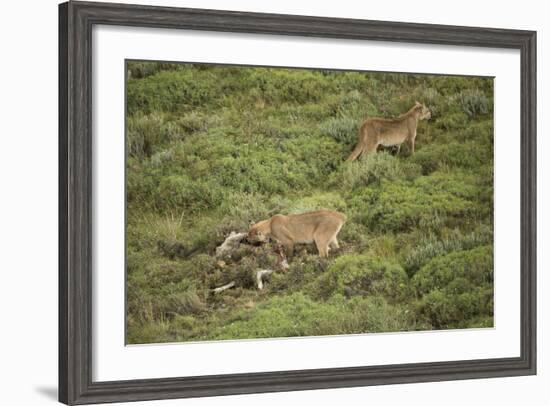 Wild Puma in Chile-Joe McDonald-Framed Photographic Print