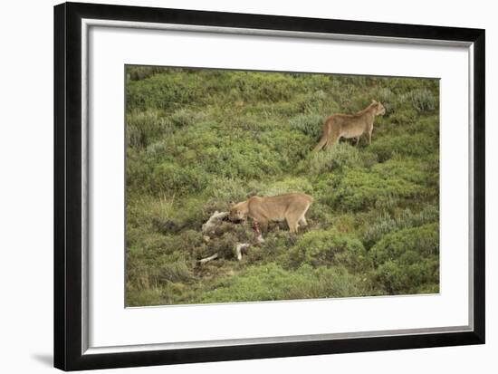 Wild Puma in Chile-Joe McDonald-Framed Photographic Print