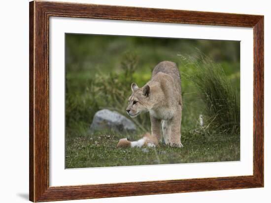 Wild Puma in Chile-Joe McDonald-Framed Photographic Print