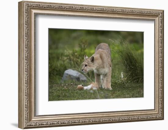 Wild Puma in Chile-Joe McDonald-Framed Photographic Print