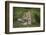 Wild Puma in Chile-Joe McDonald-Framed Photographic Print