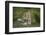 Wild Puma in Chile-Joe McDonald-Framed Photographic Print