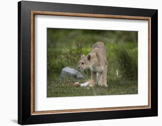 Wild Puma in Chile-Joe McDonald-Framed Photographic Print