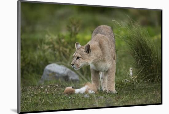 Wild Puma in Chile-Joe McDonald-Mounted Photographic Print