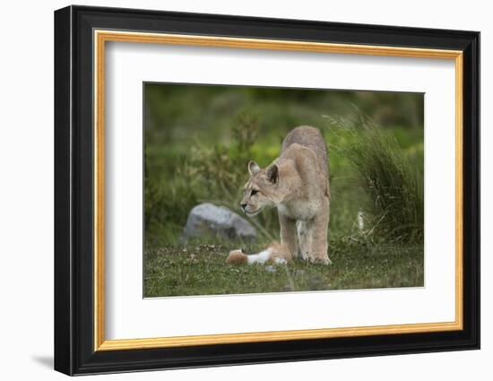 Wild Puma in Chile-Joe McDonald-Framed Photographic Print