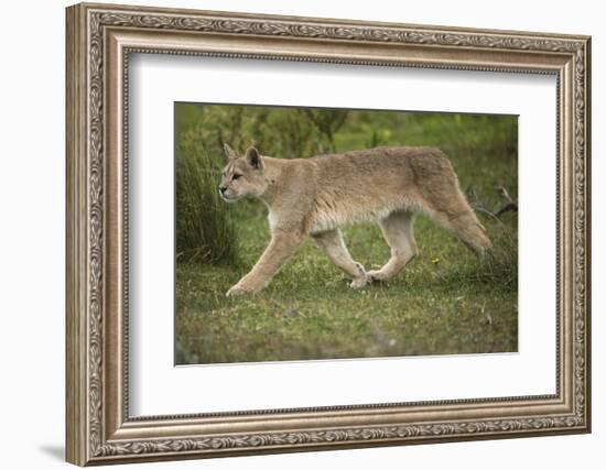 Wild Puma in Chile-Joe McDonald-Framed Photographic Print