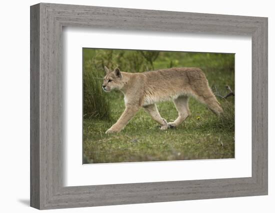 Wild Puma in Chile-Joe McDonald-Framed Photographic Print