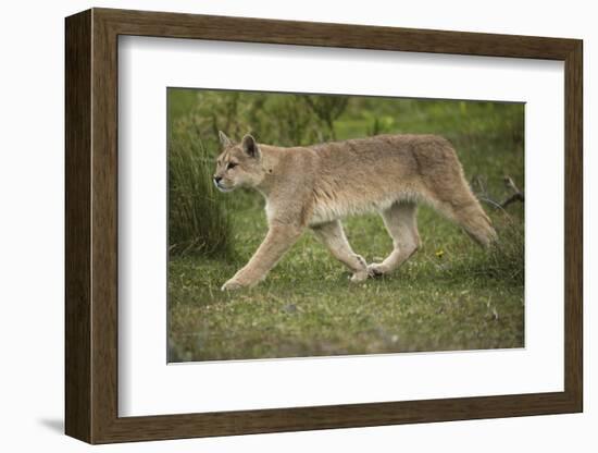 Wild Puma in Chile-Joe McDonald-Framed Photographic Print