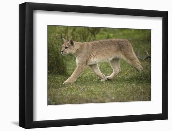 Wild Puma in Chile-Joe McDonald-Framed Photographic Print