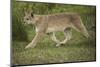 Wild Puma in Chile-Joe McDonald-Mounted Photographic Print