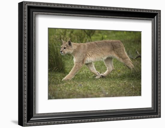 Wild Puma in Chile-Joe McDonald-Framed Photographic Print