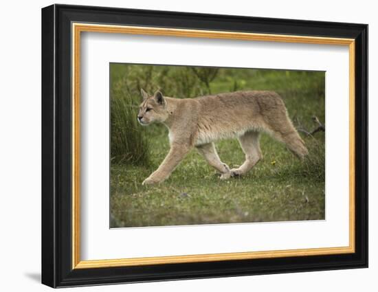 Wild Puma in Chile-Joe McDonald-Framed Photographic Print