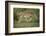 Wild Puma in Chile-Joe McDonald-Framed Photographic Print