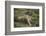 Wild Puma in Chile-Joe McDonald-Framed Photographic Print