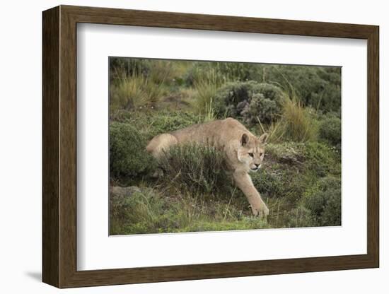 Wild Puma in Chile-Joe McDonald-Framed Photographic Print