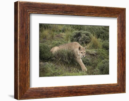 Wild Puma in Chile-Joe McDonald-Framed Photographic Print