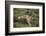 Wild Puma in Chile-Joe McDonald-Framed Photographic Print