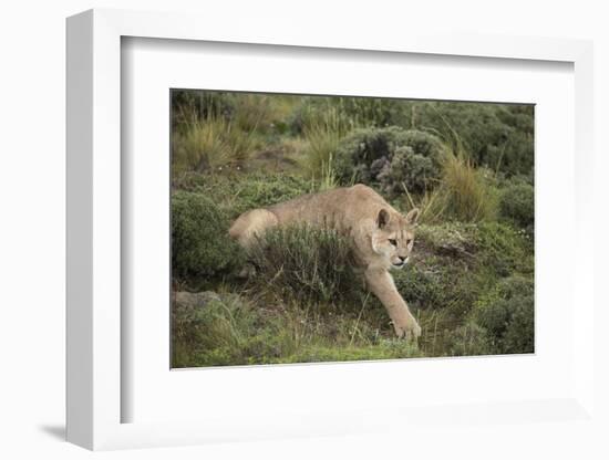 Wild Puma in Chile-Joe McDonald-Framed Photographic Print