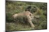 Wild Puma in Chile-Joe McDonald-Mounted Photographic Print