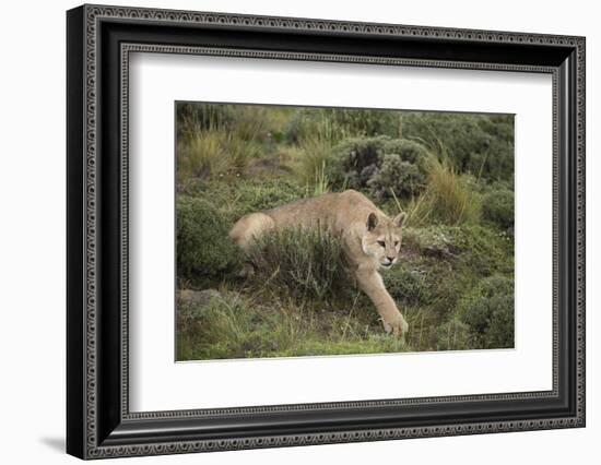 Wild Puma in Chile-Joe McDonald-Framed Photographic Print