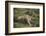 Wild Puma in Chile-Joe McDonald-Framed Photographic Print