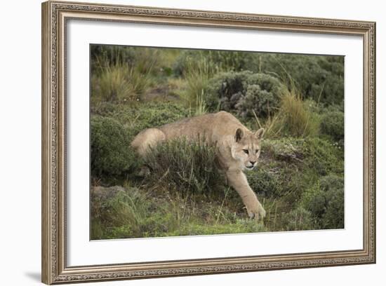 Wild Puma in Chile-Joe McDonald-Framed Photographic Print