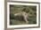 Wild Puma in Chile-Joe McDonald-Framed Photographic Print