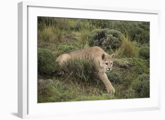 Wild Puma in Chile-Joe McDonald-Framed Photographic Print