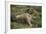 Wild Puma in Chile-Joe McDonald-Framed Photographic Print