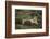 Wild Puma in Chile-Joe McDonald-Framed Photographic Print