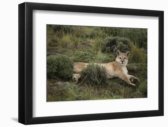 Wild Puma in Chile-Joe McDonald-Framed Photographic Print