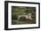 Wild Puma in Chile-Joe McDonald-Framed Photographic Print