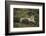 Wild Puma in Chile-Joe McDonald-Framed Photographic Print